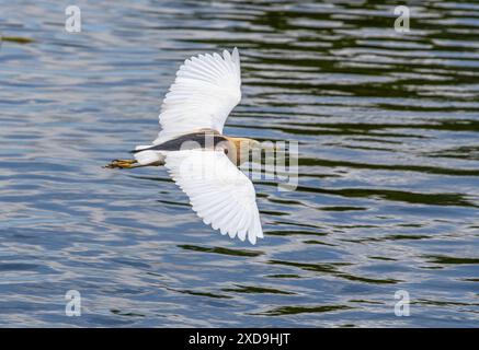 Aironi indiani di stagno, Wat Nang Sao, Thailandia Foto Stock