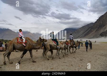 Nubra, Leh, Ladakh, India. 21 giugno 2024. I visitatori fanno un giro su cammelli battriani a doppia megattera nel parco divertimenti Sand Dunes della Nubra Valley in Ladakh, India. (Credit Image: © Basit Zargar/ZUMA Press Wire) SOLO PER USO EDITORIALE! Non per USO commerciale! Foto Stock