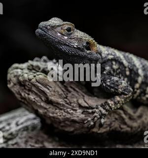 Primo piano di una lucertola agamide Laudakia stellio o Stellagama stellio, anch'essa chiamata stellion, drago dipinto o lucertola stellare. Foto Stock