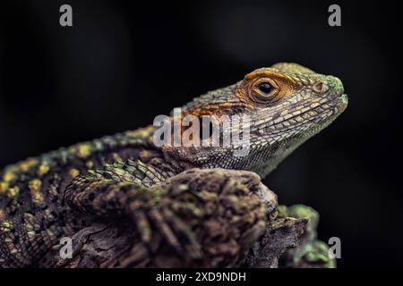 Primo piano di una lucertola agamide Laudakia stellio o Stellagama stellio, anch'essa chiamata stellion, drago dipinto o lucertola stellare. Foto Stock