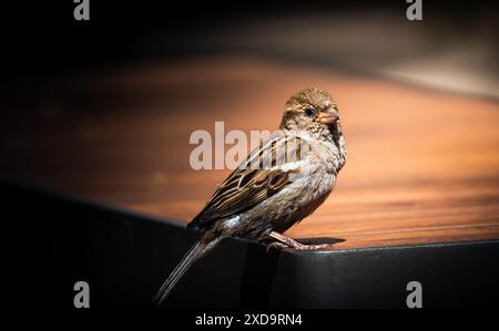 Un piccolo passero marrone arroccato su un tavolo di legno alla luce del sole Foto Stock