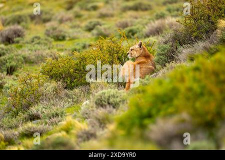 Puma si trova tra cespugli su colline erbose Foto Stock