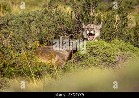 Puma giace nel Bush sbadigliando al sole Foto Stock