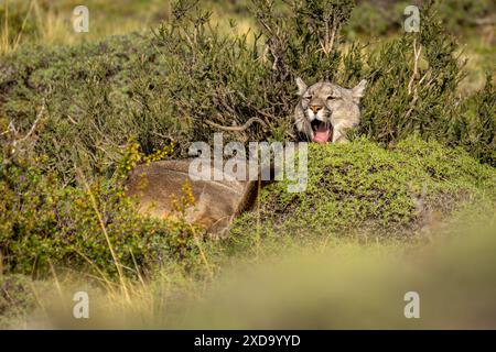 Puma giace nel Bush sbadigliando sotto il sole Foto Stock