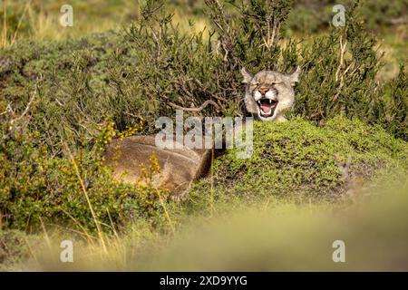 Puma giace nel Bush sbadigliando alla luce del sole Foto Stock