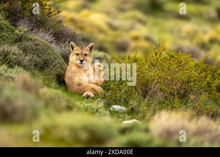 Puma si trova in grossi cespugli che guardano la telecamera Foto Stock