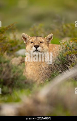 Puma si trova in una grossa videocamera per guardare il sottobosco Foto Stock