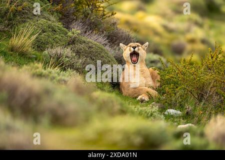 Puma si trova sbadigliando tra i cespugli di fronte alla telecamera Foto Stock