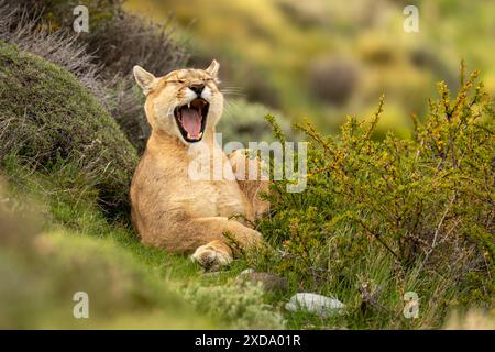 Puma giace sbadigliando in cespugli che girano la testa Foto Stock