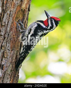 Sapsucker dalla pancia gialla su un tronco di albero nella foresta, Quebec, Canada Foto Stock