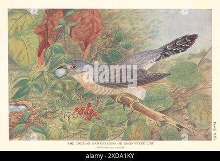 Comune Hawk-Cuckoo o Brain-Fever Bird (Hierococcyx varius). Uccelli indiani 1936 Foto Stock
