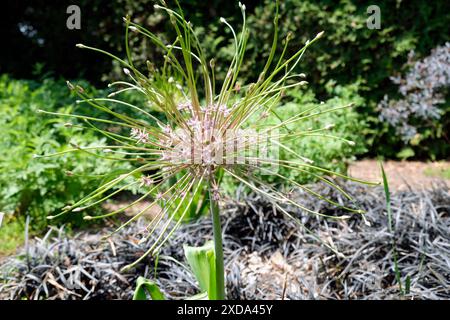 La testa del seme dell'insolita cipolla ornamentale Allium Schubertii assomiglia ai fuochi d'artificio nel giardino. Foto Stock