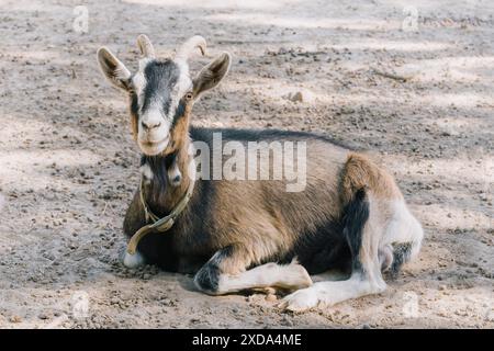 Rilassata capra alpina distesa per terra Foto Stock