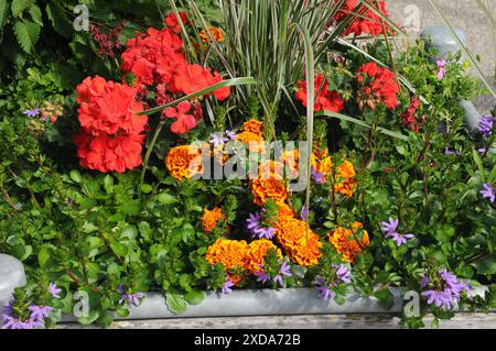 Copenhagen / Danimarca / 21 giugno 2024 / Fiori e piante sono piantati in decoarte strada danese per la salute e bell'aspetto della zona e delle strade foto. Francis Joseph Dean/Dean Pictures non per uso commerciale Foto Stock