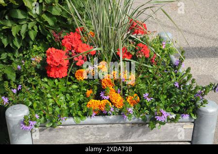 Copenhagen / Danimarca / 21 giugno 2024 / Fiori e piante sono piantati in decoarte strada danese per la salute e bell'aspetto della zona e delle strade foto. Francis Joseph Dean/Dean Pictures non per uso commerciale Foto Stock