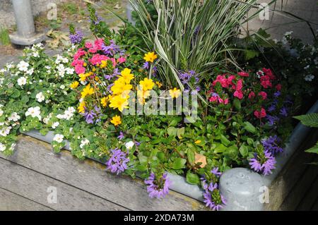 Copenhagen / Danimarca / 21 giugno 2024 / Fiori e piante sono piantati in decoarte strada danese per la salute e bell'aspetto della zona e delle strade foto. Francis Joseph Dean/Dean Pictures non per uso commerciale Foto Stock