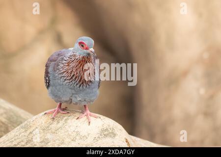 Piccione macchiato - guinea Columba - piccione di roccia africano Foto Stock