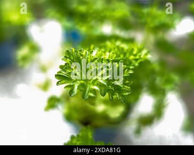 Spezie verdi per alimenti, basilico, erba cipollina, prezzemolo Foto Stock