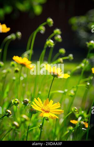 Fiori gialli (Doronicum) che fioriscono in un giardino alla luce del sole con steli e gemme verdi intorno Foto Stock