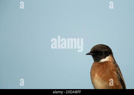 European stonechat (Saxicola rubicola) ritratto testa di uccello maschile adulto, Suffolk, Inghilterra, Regno Unito Foto Stock