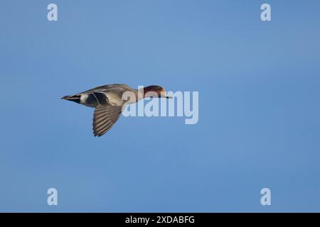 Anatra maschio adulta in volo, Norfolk, Inghilterra, Regno Unito Foto Stock