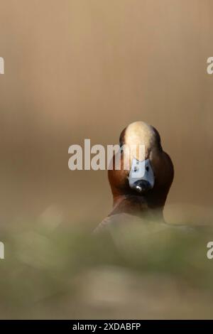 Anatra maschio adulta (Mareca penelope) sulla prateria, Lincolnshire, Inghilterra, Regno Unito Foto Stock