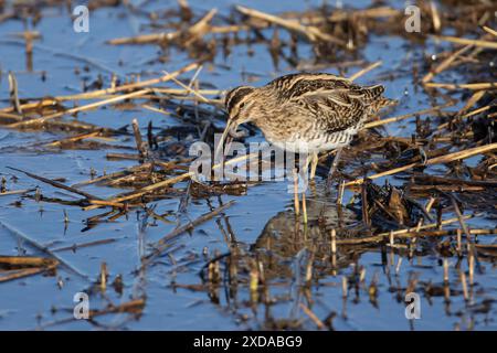 Un cecchino comune (Gallinago gallinago) che si nutre di un verme in un letto di canne poco profondo, Norfolk, Inghilterra, Regno Unito Foto Stock