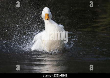 Anatra al pechino bianco (Anas platyrhynchos domesticus) uccello domestico della fattoria che fa il bagno in un lago, Inghilterra, Regno Unito Foto Stock