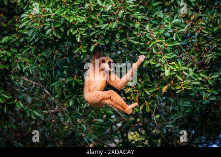 gibbon bianco o Gibbon sugli alberi Foto Stock