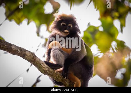 Leaf Monkeys o Dusky langur e madre che vivono nella foresta, Foto Stock