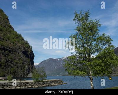 Betulla solitaria sulla riva di un lago tranquillo con montagne pittoresche sullo sfondo, flam, norvegia Foto Stock