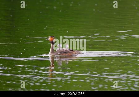 Great Crested Grebe (Podiceps Scalloped Ribbonfish) con pulcini che nuotano nelle acque verdi dello stagno, Muehlenteich, Wismar, Meclemburgo-Pomerania occidentale Foto Stock