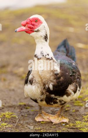 L'anatra moscovita viene catturata da vicino, mostrando il suo piumaggio e i suoi dettagli unici in un ambiente agricolo. Foto verticale Foto Stock