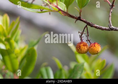 Due Arbutus Unedo Berries sulla filiale Foto Stock