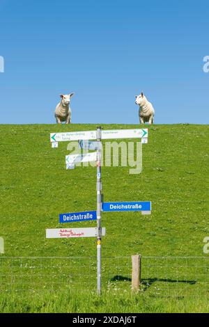 2 pecore, in piedi sulla sommità della diga, vista telecamera, prato verde, cielo blu, segnali stradali, mare del Nord, diga, Westerhever, Schleswig Holstein Foto Stock