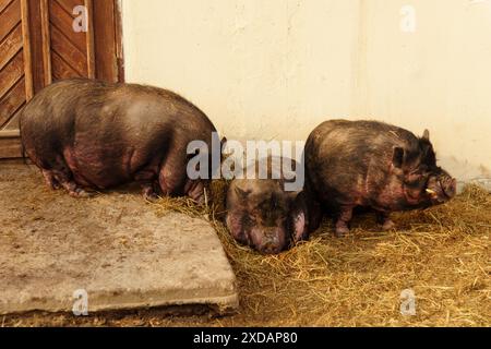 Il maiale si vede in piedi nello sterrato vicino a una porta di una fattoria. Messa a fuoco selettiva Foto Stock