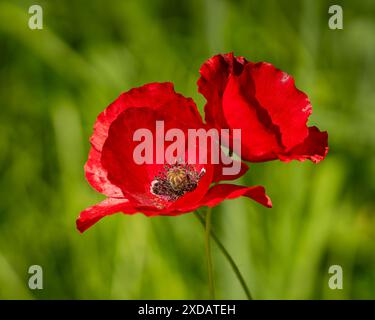 Sfondo papavero. Papavero a testa lunga o blindeyes (Papaver dubium), fiori rossi delicati. Sfondo floreale. Foto Stock