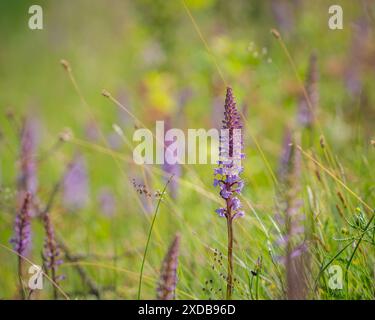 Fiori di Gymnadenia conopsea, orchidea profumata da vicino su un prato in estate. Orchidea profumata, orchidea profumata di gesso (Gymnadenia conopsea) in fiore Foto Stock