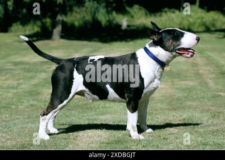 CANE - BULL TERRIER - in piedi, vista laterale Foto Stock