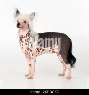 CANE CRESTATO CINESE Foto Stock