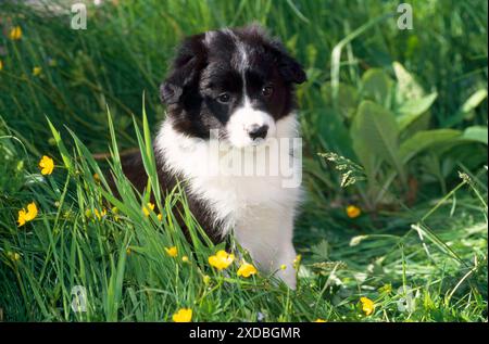 Border Collie Dog - cucciolo in tazze Foto Stock