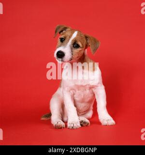 CANE - Jack Russell cucciolo Foto Stock