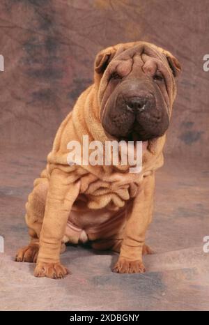 CANE - Shar Pei, seduto Foto Stock