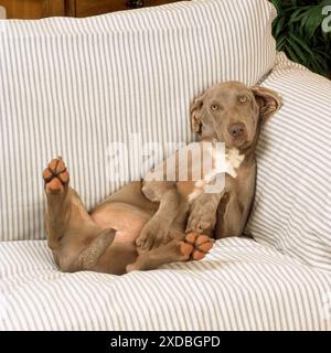 CANE - Weimaraner disteso sul divano Foto Stock