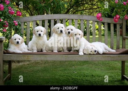 Cuccioli Golden Retriever sulla panchina da giardino - 7 settimane Foto Stock