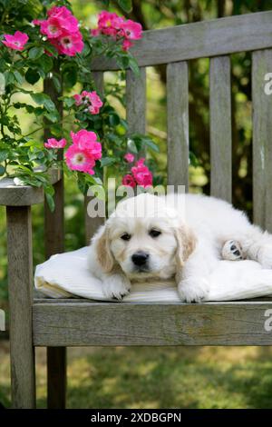 Cucciolo Golden Retriever disteso sulla panchina del giardino - 7 settimane Foto Stock
