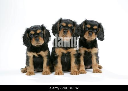 Cane - Cavalier re Charles Spaniel cuccioli 6/7 settimane Foto Stock