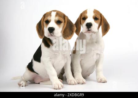 Cane - cuccioli di Beagle seduti Foto Stock