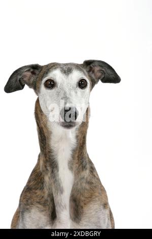 Cane - Brindle scuro e Greyhound bianco. Foto Stock