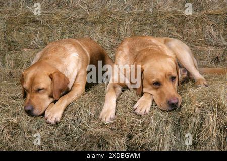 Cani - raccoglitori di Labrador gialli sdraiati su pile di fieno Foto Stock